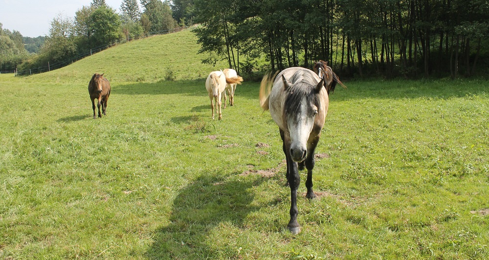 konie wracają z pastwiska